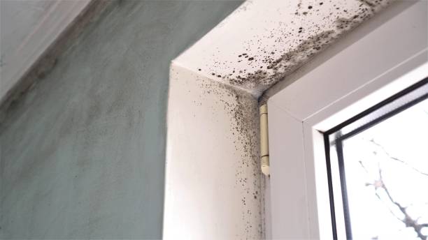 Best Toxic Mold Removal  in Fern Park, FL