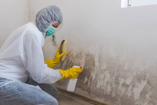 Best Residential Mold Removal  in Fern Park, FL