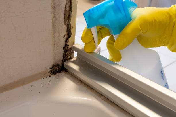 Best Black Mold Removal  in Fern Park, FL