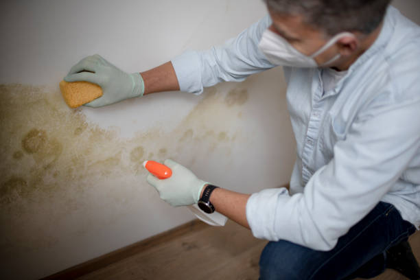 Best Attic Mold Removal  in Fern Park, FL