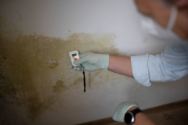 Best Mold Damage Repair  in Fern Park, FL