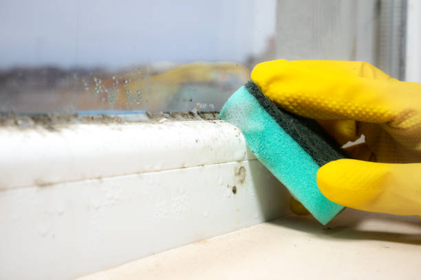 Best Black Mold Removal  in Fern Park, FL